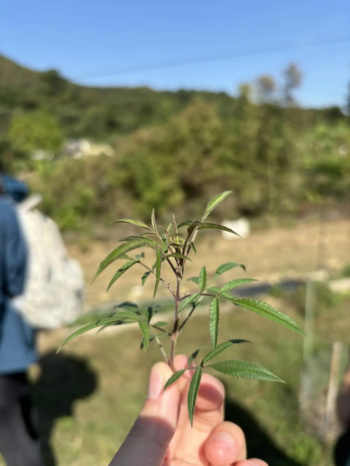 荔枝窩冬日鄉郊滋味行 - Gallery image 11