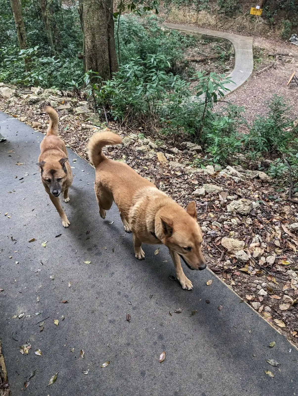 村落露營【歲晚篇】– 梅子林 X 鎖羅盆 - Gallery image 9