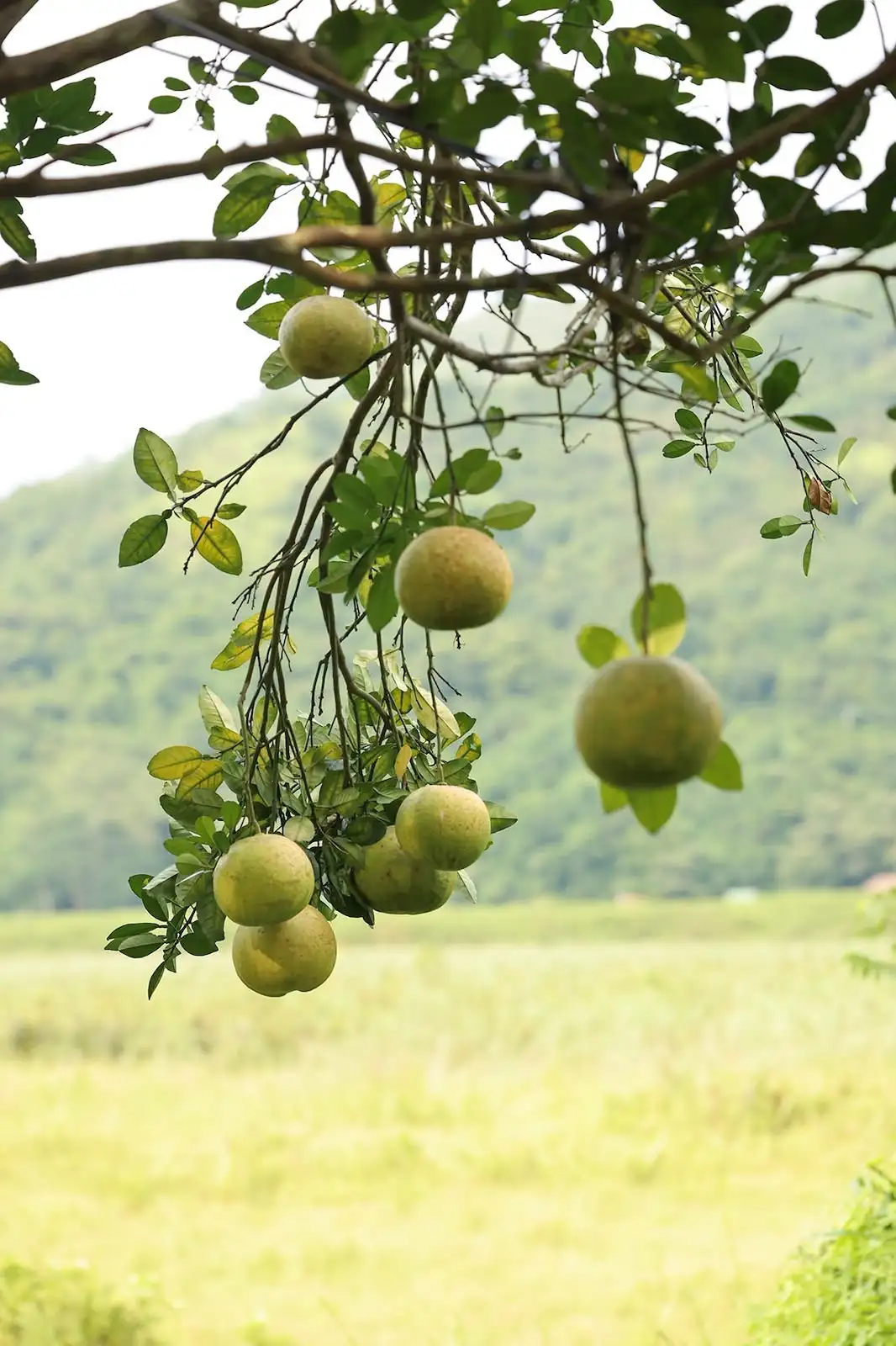 四季食桌【特別篇】 - Gallery image 9