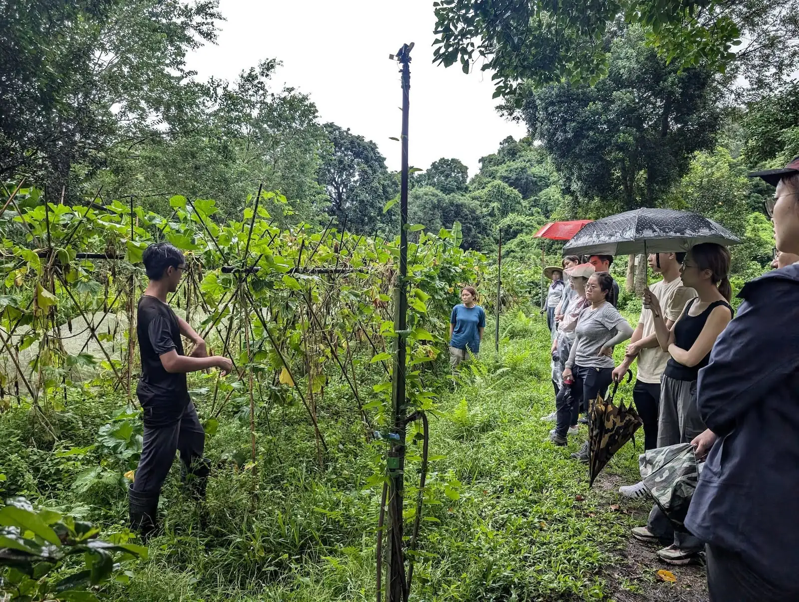荔枝窩農場採摘體驗 - image 1
