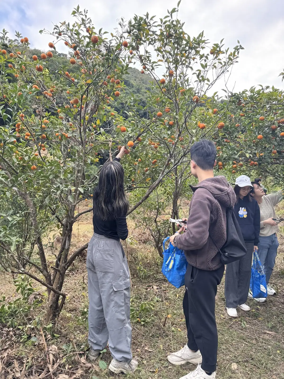 採摘本地生果 - image 1